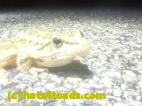 /home//u458753944/public_html/sourcegallery///////Roxborough Toad Detour/2025/2025-03-05/P3051619.JPG
